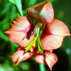 10 Gladiolus Meliusculus Seeds - Indigenous South African Bulb Seeds For In South Africa