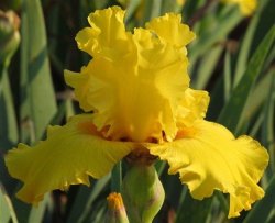 Iris Plants: 'pure As Gold' - Well-formed Heavily Ruffled Smooth Deep Gold Flowers -reblooms