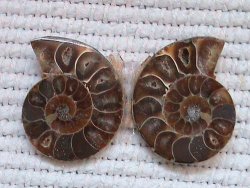 Fossil Ammonite Pair From Madagascar. Aa Grade
