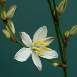 10 Chlorophytum Saundersiae Seeds - Indigenous South African Native Perennial Bulb Seeds From Africa