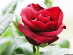Blood Red Rose Seeds Packet Of 10 Seeds