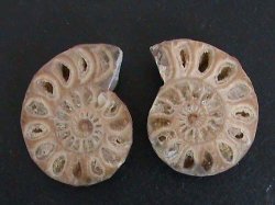Ammonite Fossil Pair. Sliced In Half And Polished