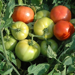 Seeds For Africa Megabite Tomato - Large Beefsteak Type Tomato - Containers - Lycopersicon Esculentum - 5 Seeds