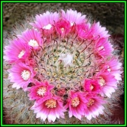 Mammillaria Bocasana - 50 Bulk Seed Pack - Verified Seller - Exotic Succulent Cactus - New