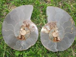 Large Ammonite Fossil Pair. 120 Million Year Old Antique