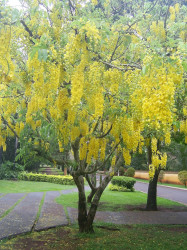 Cassia Fistula - Golden Shower Tree - Exotic Deciduous Tree - 5 Seeds