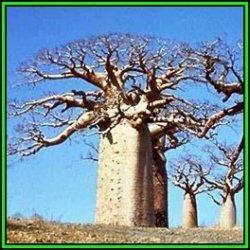 Adansonia Digitata - 50 Seed Pack - African Baobab Tree - Succulent + Free Gifts - New