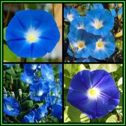 Ipomoea Tricolor - Heavenly Blue Morning Glory - 50 Seed Pack - Exotic Climber Vine Bulk New