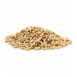 Wheatgrass Seeds - Natural & Gmo Free 1kg