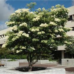 10 Japanese Tree Lilac Syringa Reticulata Tree Seeds - Exotic Frost Hardy