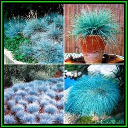 Festuca Glauca - Blue Mondo Grass - 20 Seed Pack - Ornamental Drought Tolerant Evergreen Grass - New