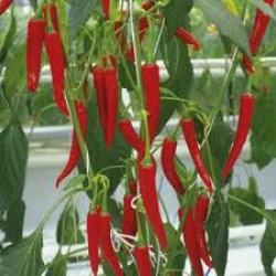 Chillies - Red Bullet Chilli Seed Pack