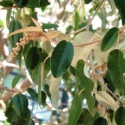 10 Croton Gratissimus Seeds - Lavender Croton Tree Seeds - Indigenous Shrub Or Tree