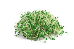 Broccoli - Sprouting Microgreen Seeds - 500 Grams