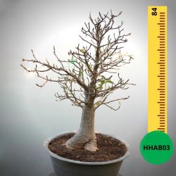 Baobab Bonsai - 84 X 72 X 60 X 23. Bare Rooted. Media And Container Not Included.