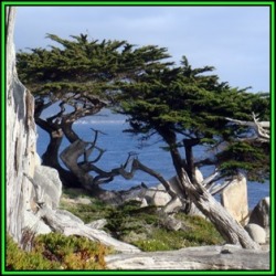 Cupressus Macrocarpa - 10 Seeds - Monterey Cypress Tree Or Shrub New