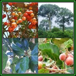 Ficus Sycomorus Ficus Sycamorus - Sycamore Fig 10 Seed Pack Indigenous Evergreen Edible Fruits New