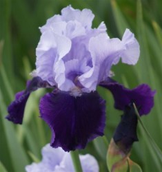 Iris Plants: 'tiptoe Blues' - Breathtaking Colour Duo