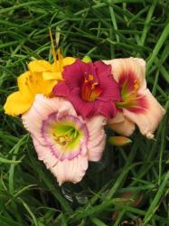 Daylily Plants : Combo X4 Different Miniature Varieties -ideal For Decorative Purposes: Teas Salads