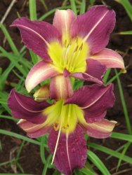 Daylily Plants: Soft Lavender With Butter Yellow Throat - Prolific Rebloomer