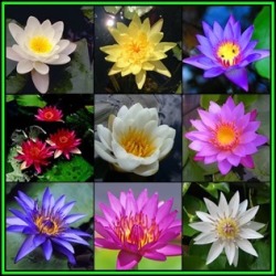 10 Water Lily Seeds - Mixed Species Varieties And Colours - Nymphaea Egyptian Lotuses - New