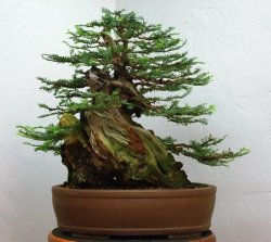 Coast Redwood - Bonsai Tree - Sequoia Semeprvirens - 10 Seeds