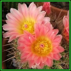 Parodia Roseolutea - 50 Bulk Seed Pack - Verified Seller - Exotic Succulent Cactus - New