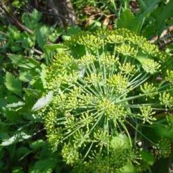 10 Notobubon Galbanum Seeds - Blister Bush - Indigenous Medicinal Shrub - Herb