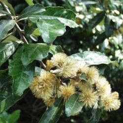 10 Brachylaena Discolor Var. Discolor Tree Seeds Coast Silver Oak - Indigenous To South Africa