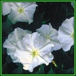 10 Moonflower - Ipomoea Noctiflora Ipomoea Alba Seeds - Scented Night-flowering Perennial Vine - New