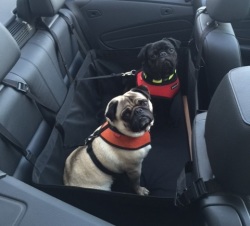 Voyage Dog Car Seat