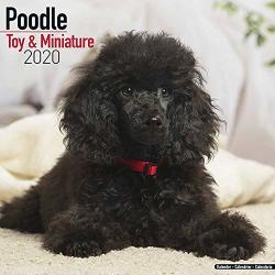 Poodle Toy & Miniature Calendar - Dog Breed Calendars - 2019 - 2020 Wall Calendars - 16 Month By Avonside Multilingual Edition