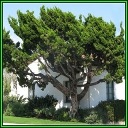 Juniperus Chinensis - 10 Seeds - Chinese Juniper Tree Or Shrub New