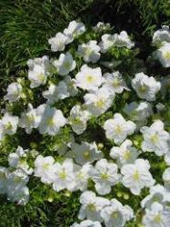 Nierembergia White Robe -100 Seeds