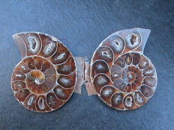 A Grade Fossil Ammonite Pair. Excellent Detail