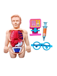 3D Human Organ Anatomical Assembly Model