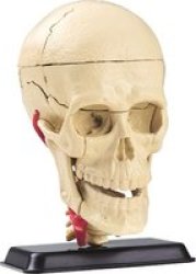 Edu Toys Cranial Nerve Skull Anatomy Model 9CM 39 Pieces