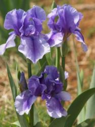 Iris Plants: 'on Line' - Light Blue Flowers With Deep Blue Central Streak On Falls