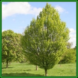 Carpinus Betulus - European Hornbeam - 10 Seeds - Tree Or Shrub New