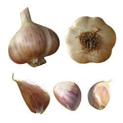 Susan Delafield Garlic - Heirloom Garlic - 1000 Cloves Susan Delafield Garlic