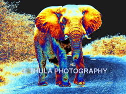 Print On Canvas Framed Elephant Dsc01948thula-art