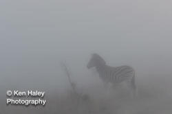 Photography Print - Zebra In The Mist On Photographic Paper