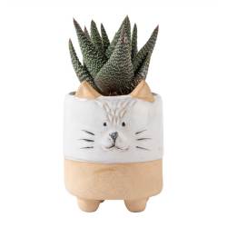 Mother's Day Bear Novelty Succulent