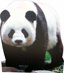 Aahs Engraving Animal Life Size Cardboard Cutout Stand Up Standee Picture Poster Photo Print Panda Bear