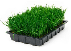 Seeds For Africa Wheatgrass - Sprouting Seeds - 1kg