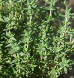 Thyme Winter 250 Seeds