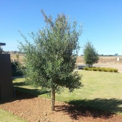 Buddleja Saligna Tree False Olive Motlhware Gauteng Only - 100 Litres