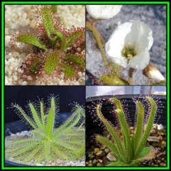 Drosera Cistiflora White Flower - Carnivorous Sundew - 10 Seed Pack - Indigenous Houseplant - New
