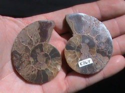 Aaa Grade Ammonite Fossil Pair....120 Million Years Old.