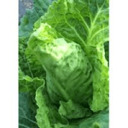 Cabbage Seeds - Cape Spitz 5 Grams Cabbage Seeds